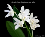 Dendrobium kingianum var. alba