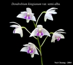 Dendrobium kingianum var. semi-alba