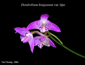Dendrobium kingianum var. tipo