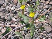 Mentzelia albicaulis