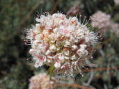Eastern Mojave Buckwheat