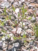 Linanthus jonesii