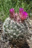 Cushion Cactus