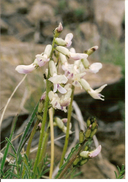 Astragalus conjunctus