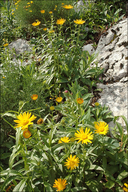 Buphthalmum salicifolium