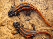 Kweichow Crocodile Salamander