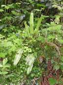 Phyllitis scolopendrium