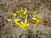 Bloomeria crocea