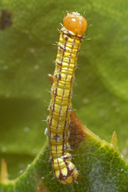 California Oak Moth Caterpillar