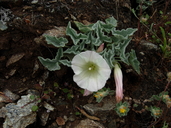 Calystegia collina ssp. collina