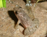 Hensels Swamp Frog