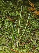 Botrychium montanum