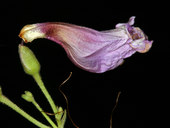 Penstemon floridus var. floridus