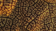 Aristolochia labiata