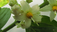 Solanum caavurana