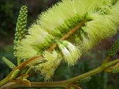Albizia lophantha