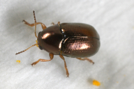 Bronze Leaf Beetle