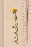 Pseudobahia bahiifolia