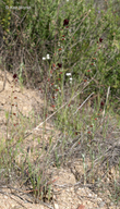 Streptanthus species-nova