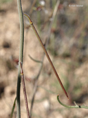 Streptanthus species-nova