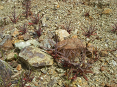 Streptanthus glandulosus ssp. niger