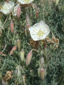 Oenothera coronopifolia