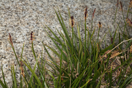 Carex scirpoidea ssp. pseudoscirpoidea