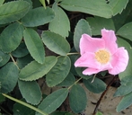 Rosa acicularis ssp. sayi