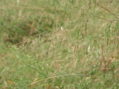 Ehrharta longiflora