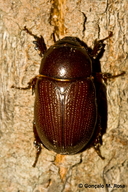 Tomarus cuniculus