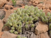 Euphorbia echinus
