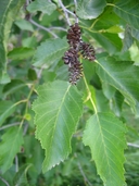 Alnus tenuifolia