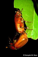 Phyllophaga montserratensis