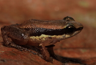 Allobates brunneus