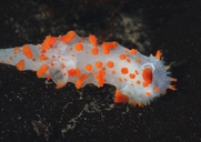 Sea-clown Nudibranch