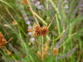 Carex unilateralis