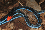Red-headed Coral Snake