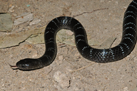 Many-banded Garter Snake
