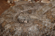 Cyclades Blunt-nosed Viper