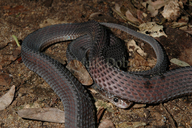 Limaformosa capensis