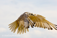 Falco rusticolus