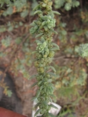 Suaeda taxifolia