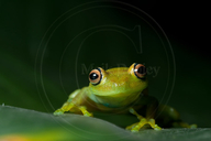 Rough-skinned Green Treefrog