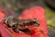 Dendropsophus brevifrons