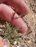Astragalus nuttallianus var. imperfectus