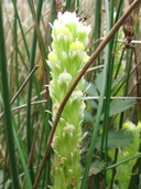 Castilleja ambigua ssp. ambigua