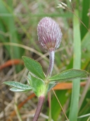 Trifolium amoenum