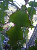 Euphorbia magnicapsula