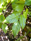 Molinadendron sinaloense