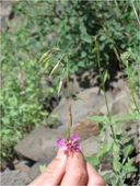 Clarkia mildrediae ssp. lutescens